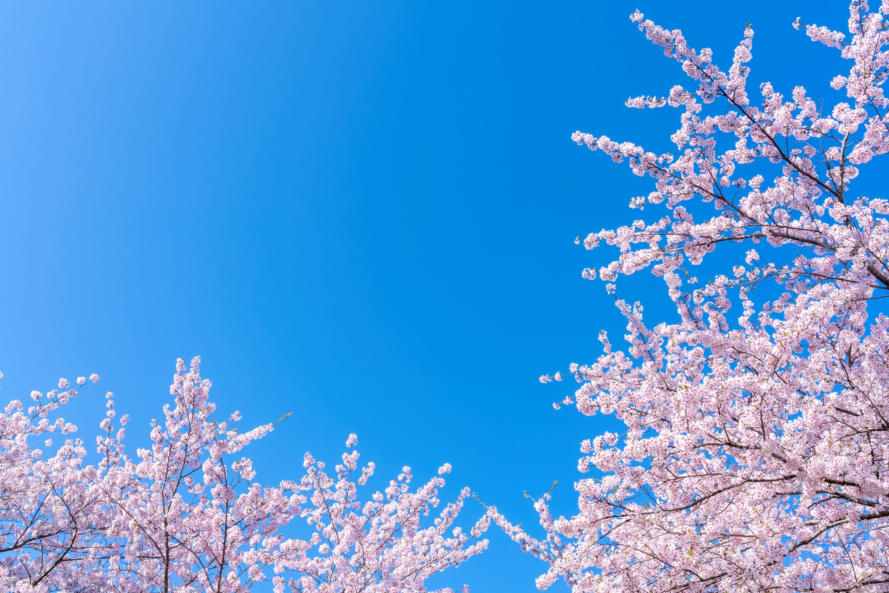 春をイメージしたデザイン（桜）